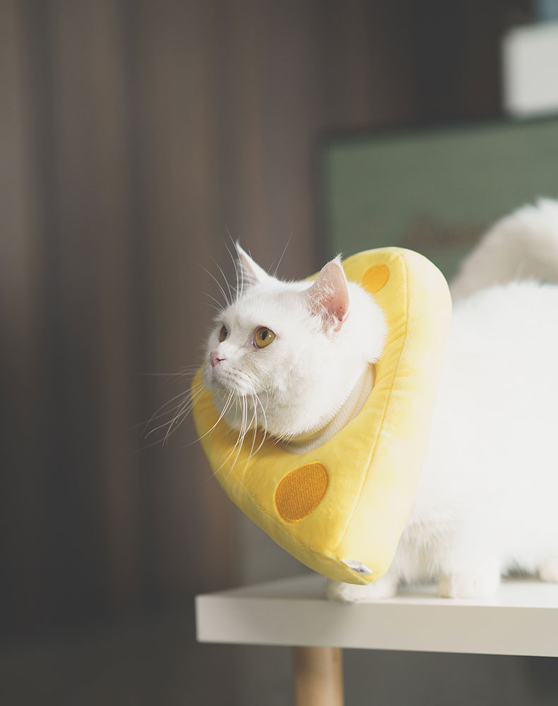 Cheese Cat Cone
