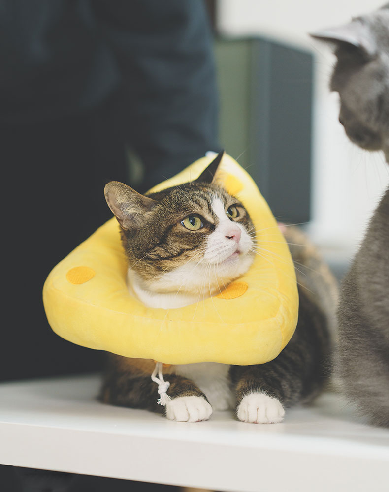 Cheese Cat Cone
