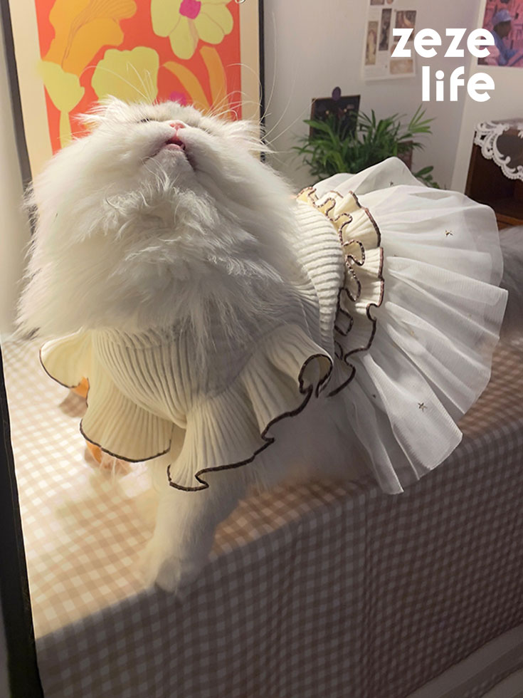 Star Lace Chiffon Cat Dress