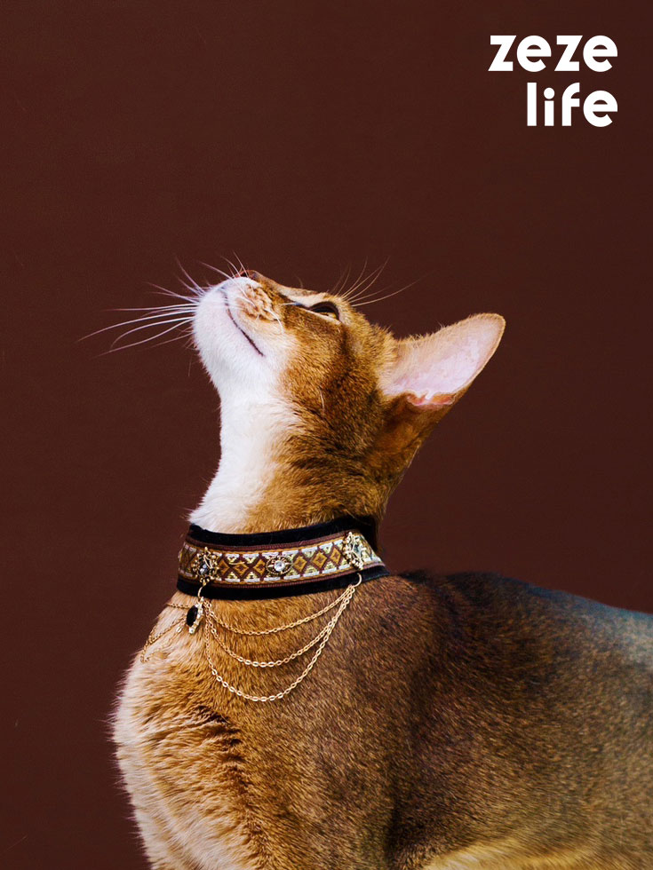 Noble Velvet Black Cat Collar