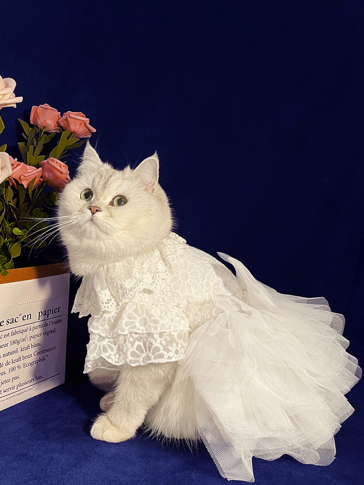 White Embroidered Princess-style Wedding Cat Dress