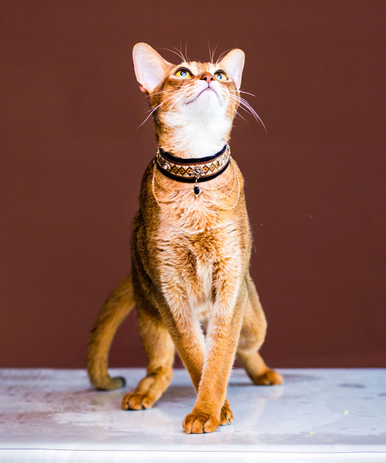 Noble Velvet Black Cat Collar