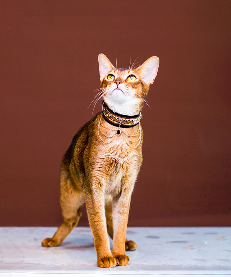 Noble Velvet Black Cat Collar