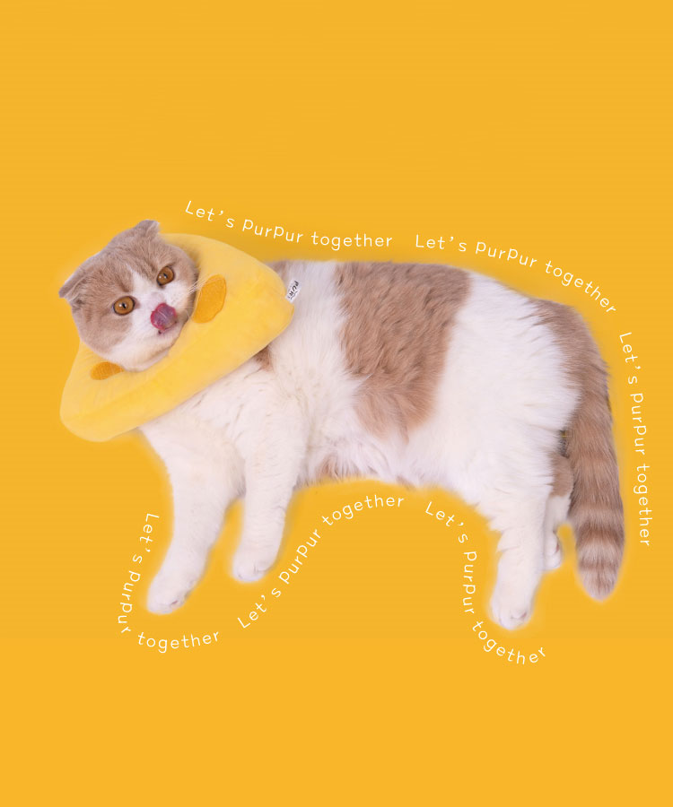 Cheese Cat Cone