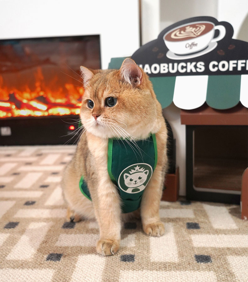 Café Cardboard Cat House