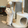 White Cloud Modern Cat Tree