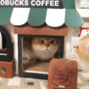 Café Cardboard Cat House