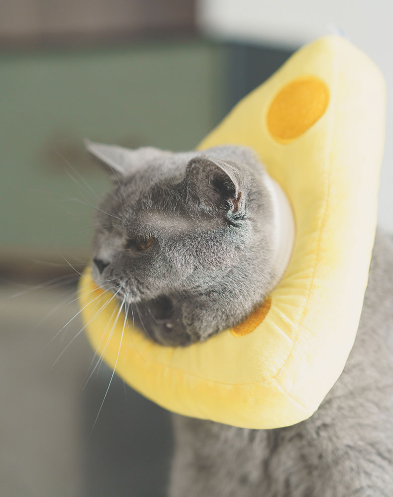 Cheese Cat Cone