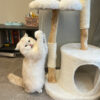 White Cloud Modern Cat Tree