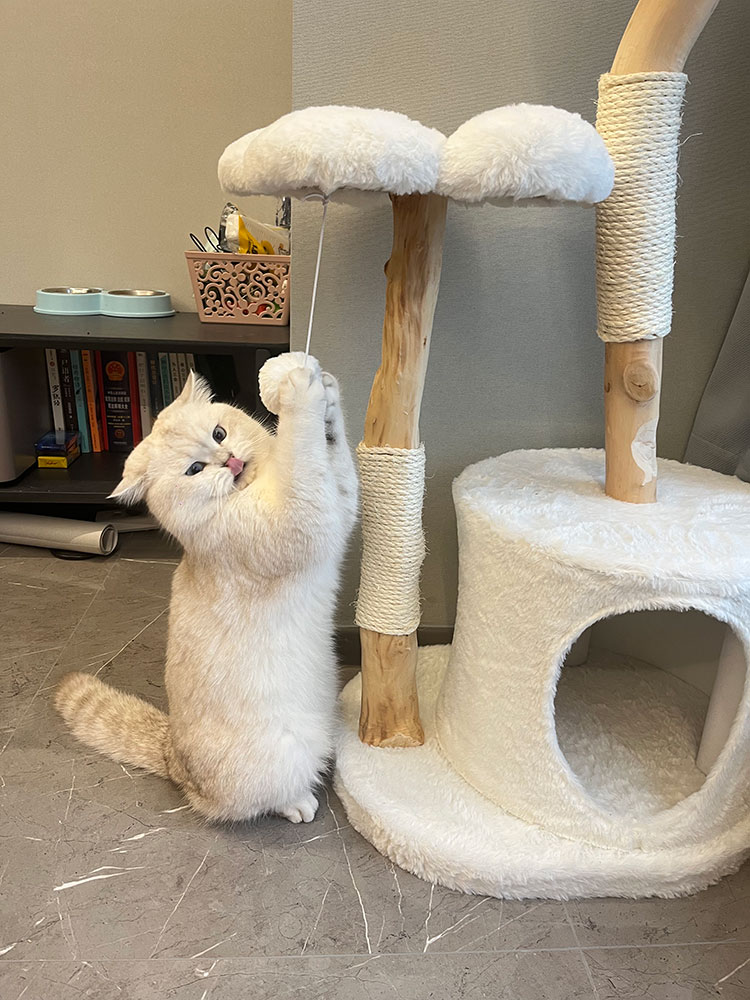 White Cloud Modern Cat Tree